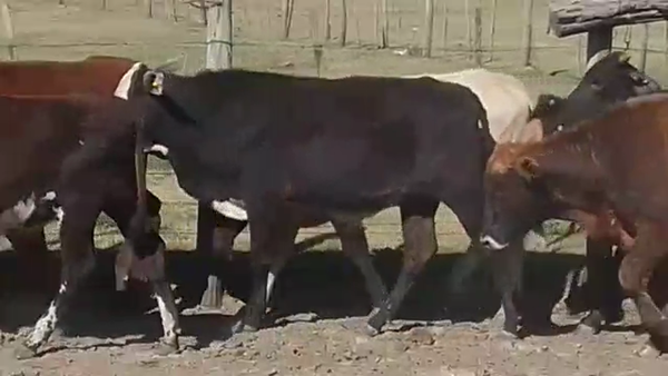 Lote 50 Novillitos en Tostado, Santa Fe