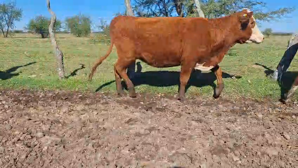 Lote VAQUILLONAS PREÑADAS