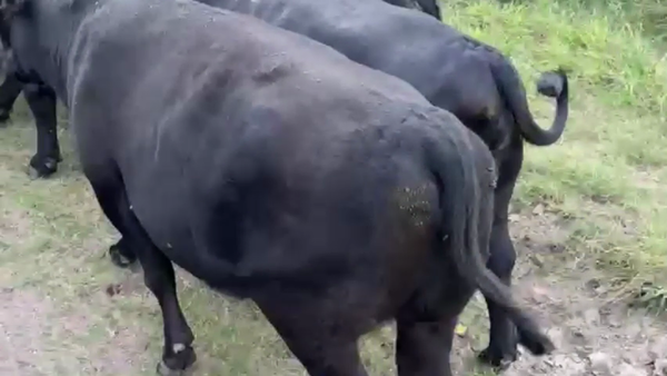 Lote 50 Vaca UE no Hilton en Col. Alemana, Entre Ríos