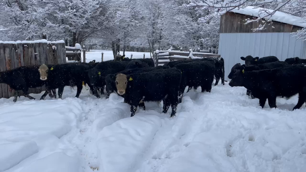 Lote 20 Ternero en Coyhaique, XI Región Aysén