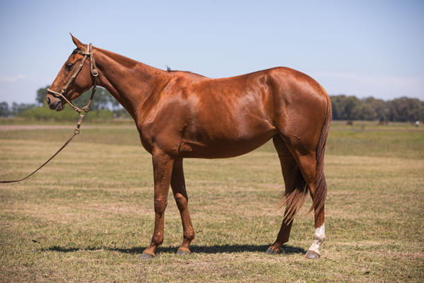 Lote ACQUA VIROLA(TECHNO MACHITO-VIOLETA)