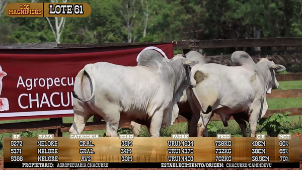 Lote LOTE 61- POR PANTALLA
