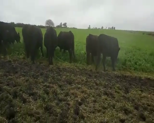 Lote 14 Vaquillonas Vacas Preñadas AA Y CRUZAS, San José