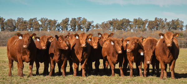 Lote Vaquillonas Angus PC Primavera