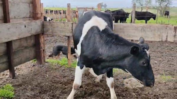 Lote Vaquillonas  450kg - , San José