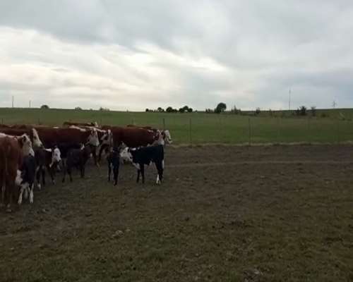 Lote (Vendido)62 Piezas de cría hereford 400kg -  en libertad