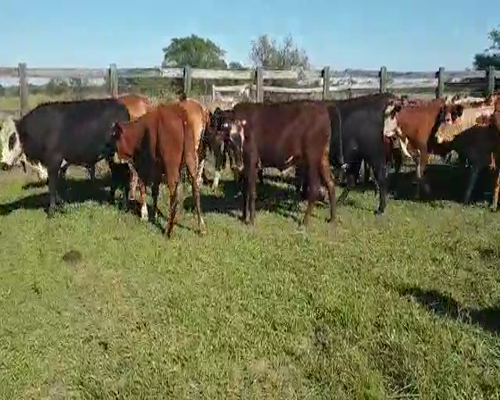 Lote 70 Novillos en Empedrado, Corrientes