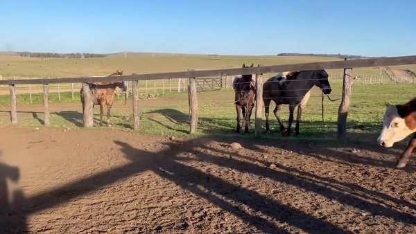 Lote Vacas Preñadas