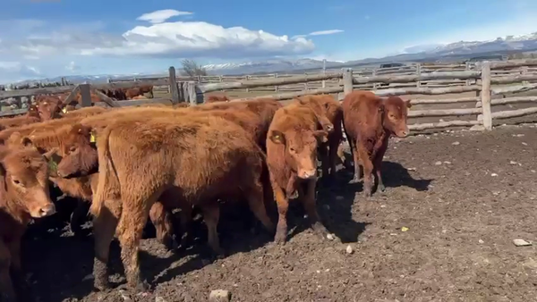 Lote 30 Ternera en Coyhaique, XI Región Aysén