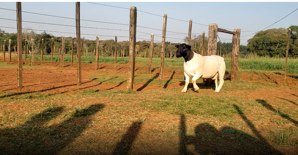 Lote Macho AO en Santa Rita