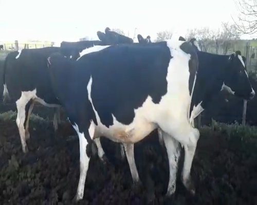 Lote 5 Vaquillonas  HOLANDO 450kg - , San José