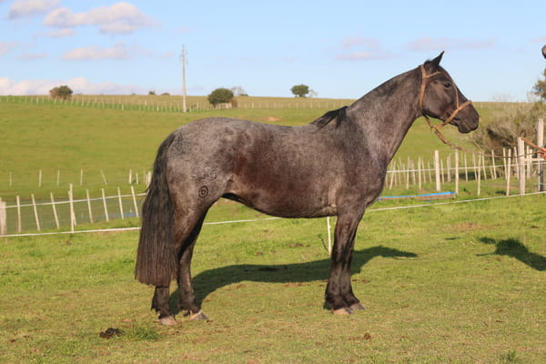 Lote TAPADA DEL CONVENTOS