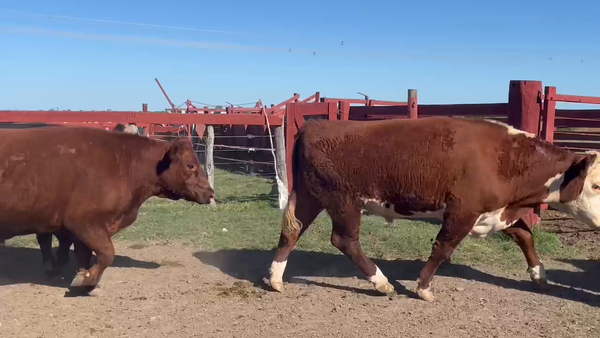 Lote 25 Novillos en Corrientes, Curuzú-Cuatiá