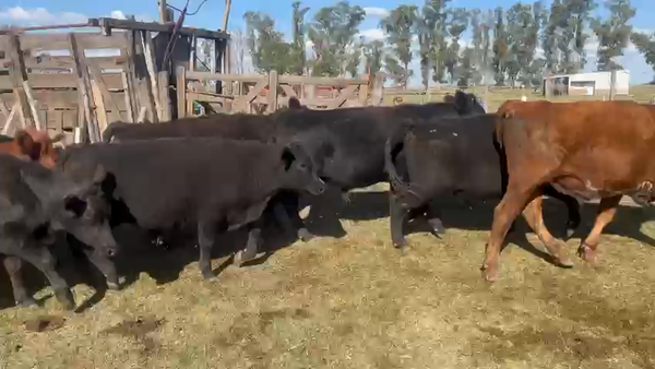 Lote 50 Novillitos en Lincoln, Buenos Aires