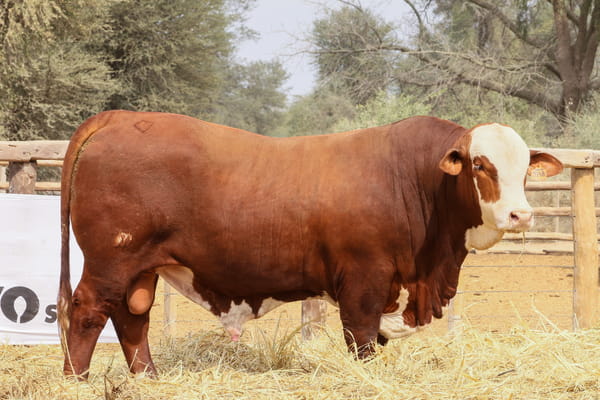 Lote LOTE 25