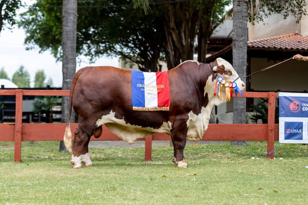 Lote Reproductores Altohondo - Lote 35 -  Gran Campeón Nacional Braford 2021