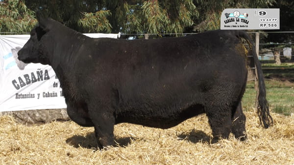 586 — HEMBRAS ANGUS PURAS DE PEDIGREE PREÑADAS
