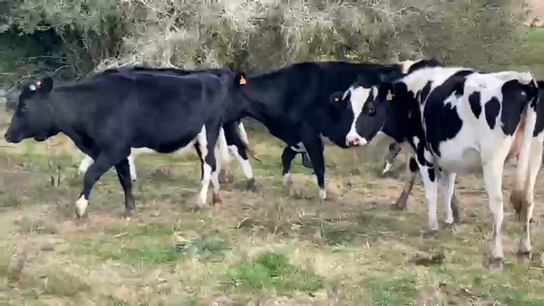 Lote 5 Vaquillonas  450kg - , San José