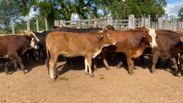 Lote 50 Vaquillonas P/ entorar en Estanislao Del Campo, Formosa