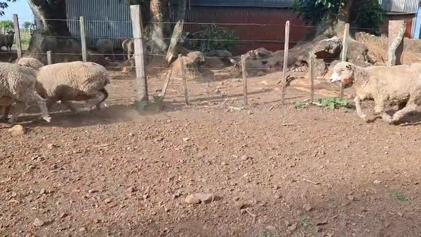 Lote OVEJAS INVERNAR