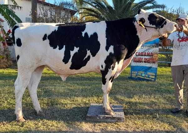 Lote Toros - Establecimiento San Santiago