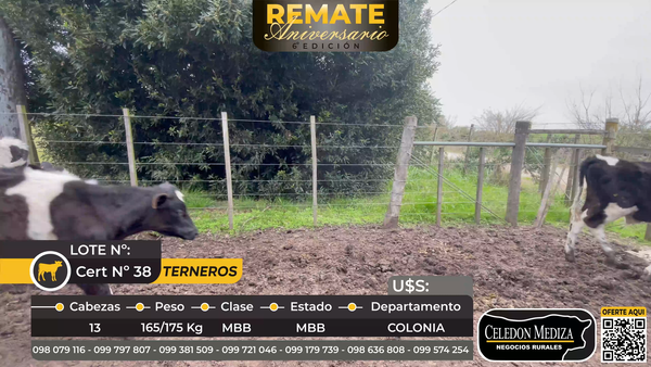 Lote 13 Terneros en Tarariras, Colonia