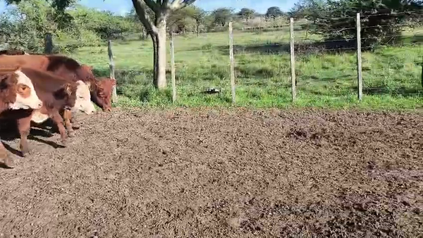 Lote 50 Terneros en Corrientes, Sauce