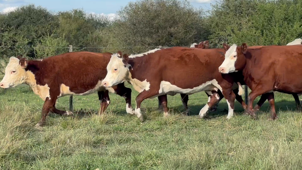 Lote 34 Vacas nuevas Preñadas en Corrientes, Curuzu Cuatia