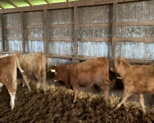 Lote 65 Vaquilla Engorda en Traiguén, IX Región Araucanía