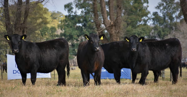 Lote "Cabaña ""Don Felix"" Vaquillonas PC"