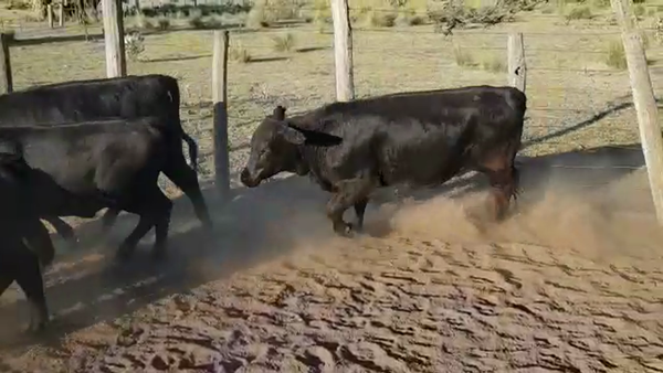 Lote 70 Terneros/as en Gato Colorado, Santa Fe