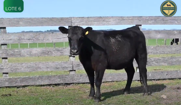 Lote Vaquillonas Pedigree y S.A.