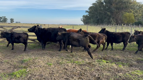 Lote 30 Terneras en Tres Arroyos