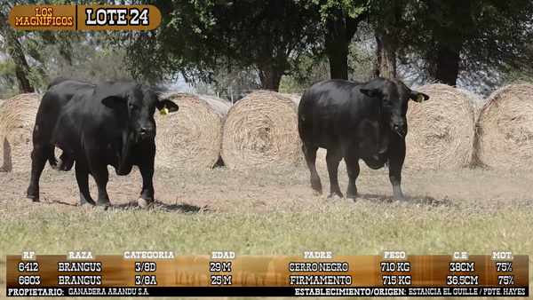 Lote LOTE 24 - VIVO