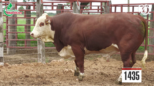 Lote Braford