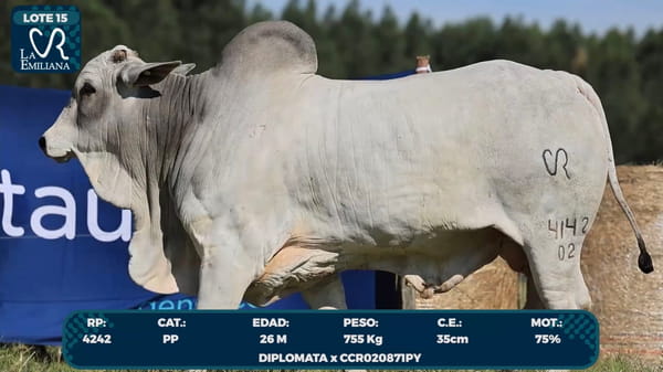 Lote LOTE 15