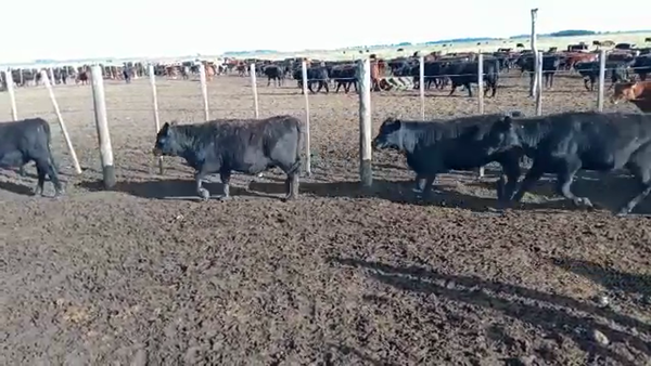 Lote 120 Terneras en Balcarce, Buenos Aires