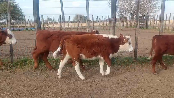Lote 28 Terneros/as
