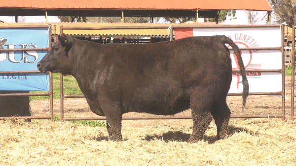 Lote VAQUILLONAS ANGUS  PP