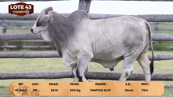 Lote LOTE 43