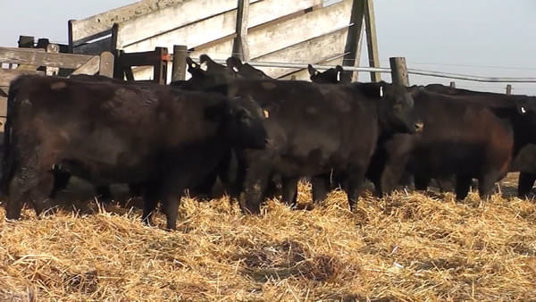 Lote """SAN BAUTISTA DEL SUR"" VAQUILLONAS MADRES ANGUS SELECCIONADAS CON GARANTÍA DE PREÑEZ"