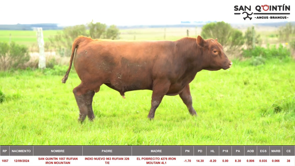 Lote ABERDEEN ANGUS PI