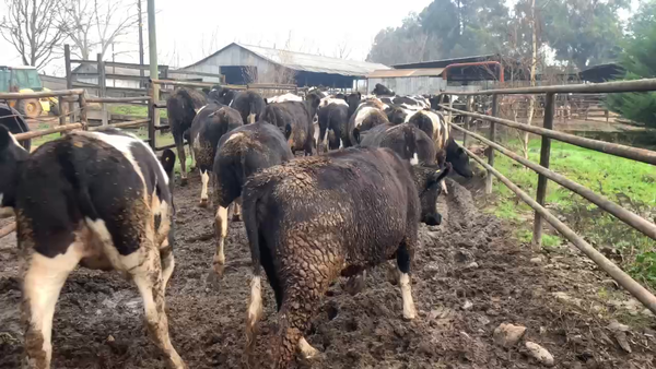 Lote 50 Vaquilla Gorda en Linares, VII  Región Maule