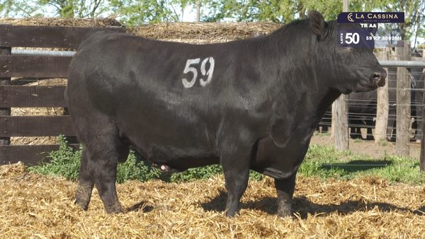 59 40020N — TOROS ANGUS PURO CONTROLADO
