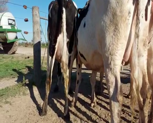Lote VAQUILLONAS PREÑADAS