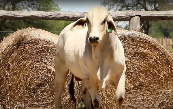 Lote TOROS DE 2 AÑOS
