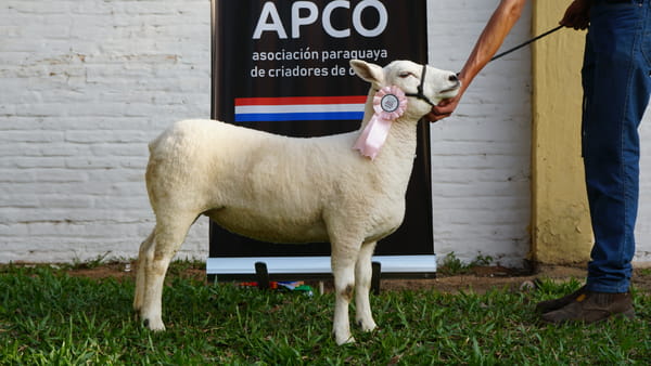 Lote Texel Expo Internacional 2022 - Lote 17