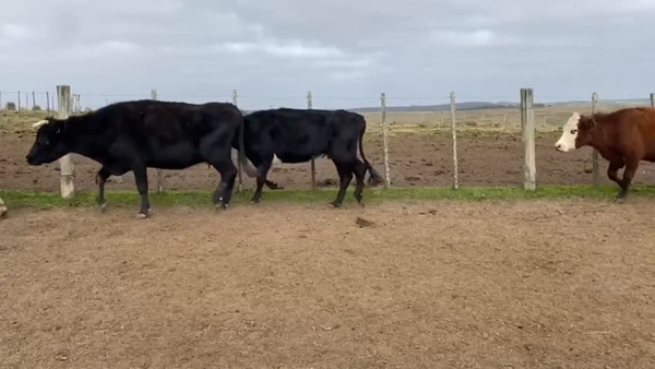Lote Vacas de Invernada