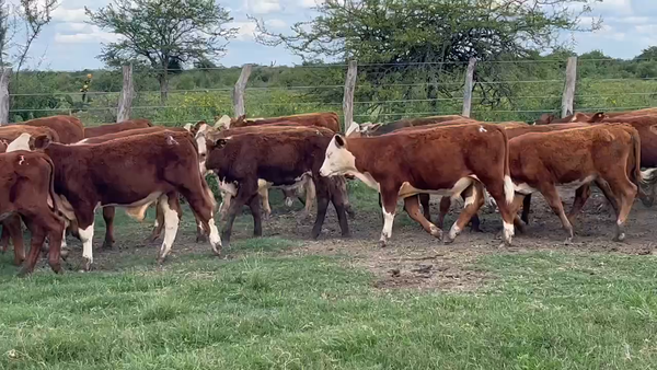 Lote 114 Terneros/as en Mercedes, Corrientes