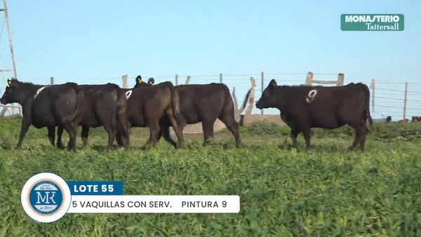 Lote "ME KEN" VAQUILLAS MAS Con Servicio